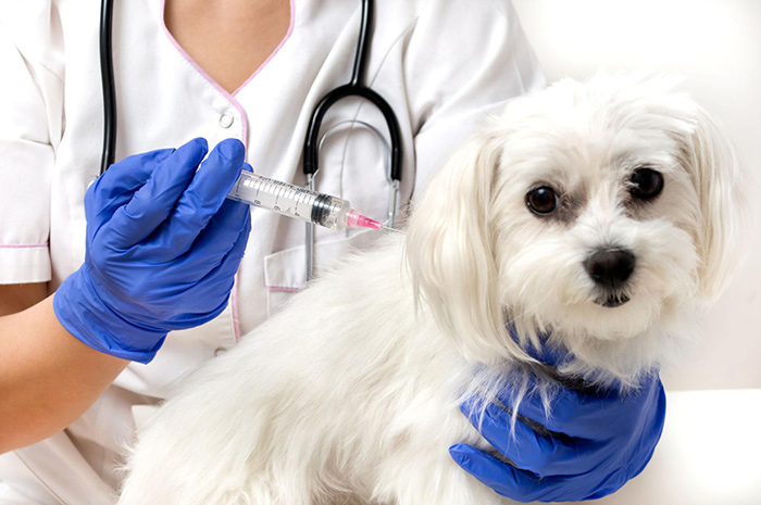 Ilustracja do informacji: Informacja w sprawie szczepień psów i kotów przeciwko wściekliźnie